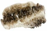 Gorgeous, Smoky Quartz Crystal Cluster - Brazil #79937-3